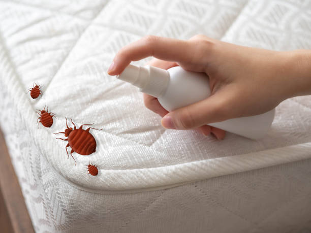 Best Wasp Removal Services  in Mount Hermon, CA
