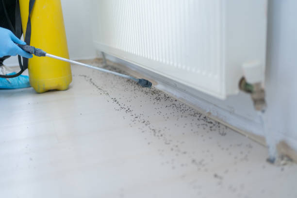 Best Affordable Pest Control Services  in Mount Hermon, CA